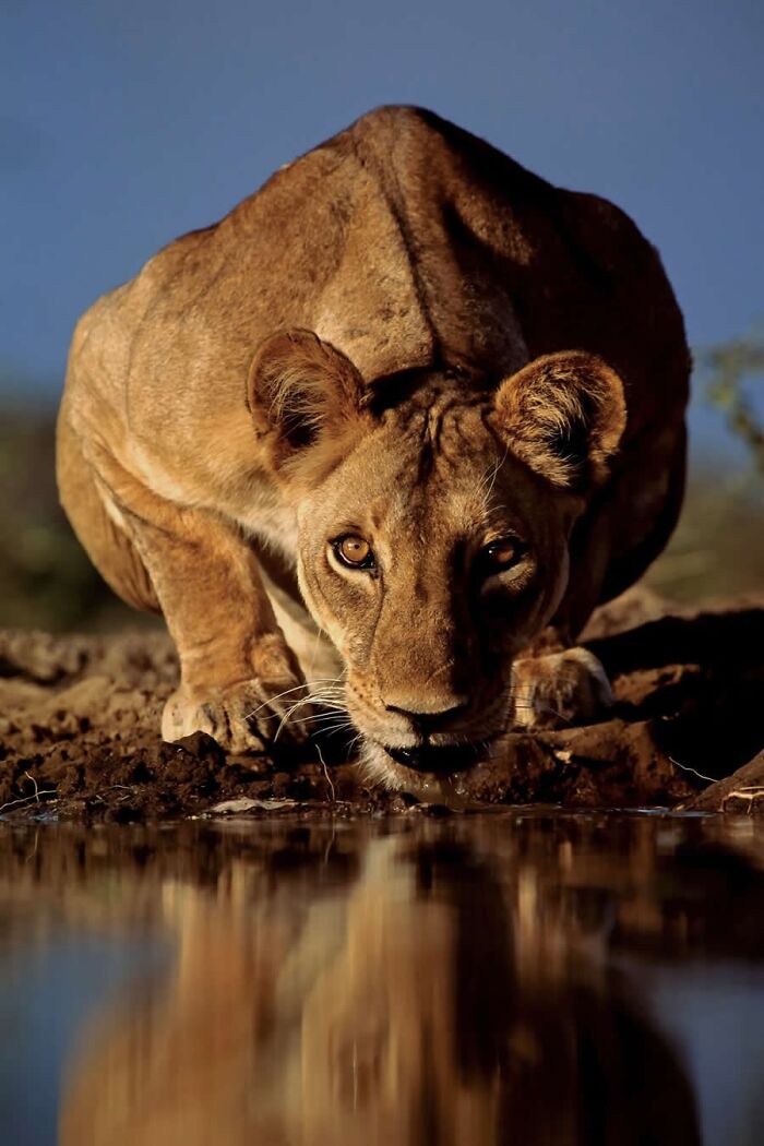 Lioness drinking water at a watering hole captured in a mesmerizing wildlife photo showcasing the beauty of nature.