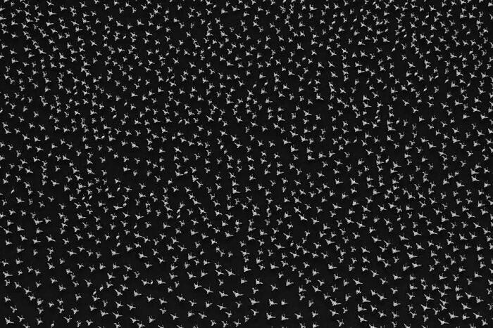 Aerial view of a large flock of birds in flight, showcasing mesmerizing wildlife and the beauty of nature.