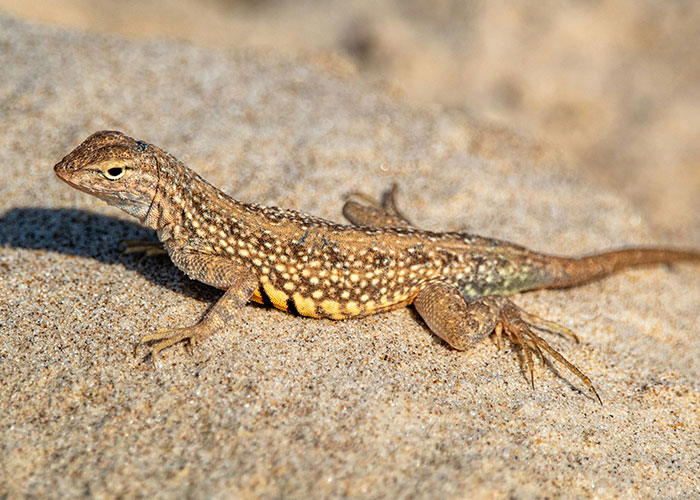 Lizard resting on sand, illustrating unexpected things people were upset about being punished for at school. - 12
