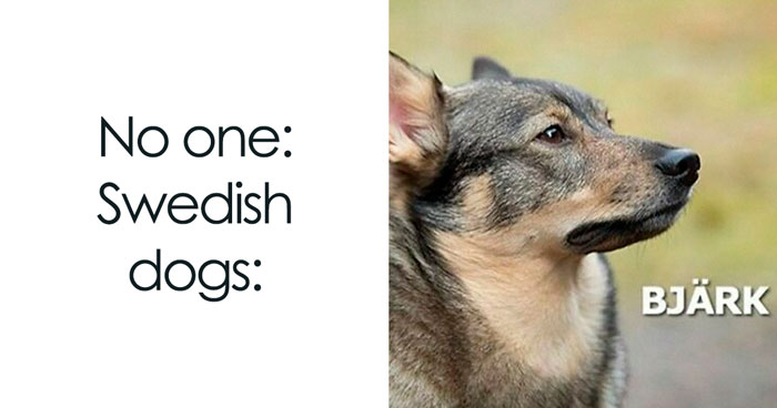 119 Times Dogs Were So Funny They Had To Be Turned Into Memes