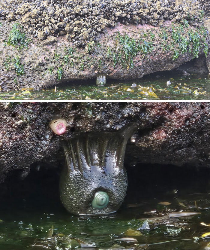 Sea anemone attached to a rocky shore, showcasing a terrifying nature moment that stopped people in their tracks.