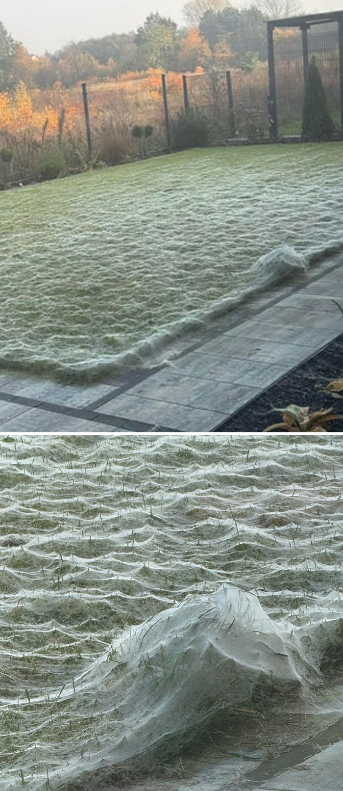 Yard covered in layers of spider webs creating a surreal natural scene from terrifying times nature stopped people.