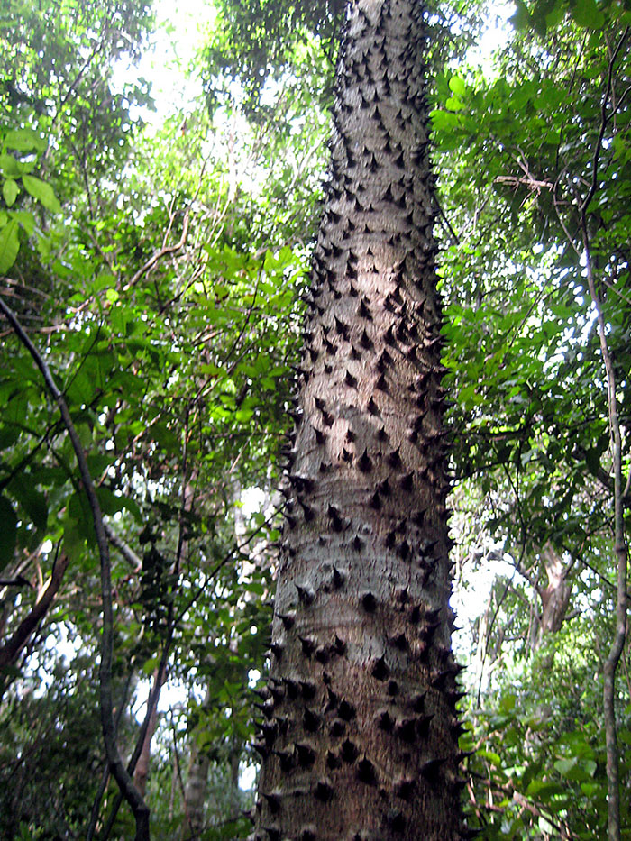 Spiky tree trunk in dense forest showcasing one of the terrifying times nature stopped people in their tracks.