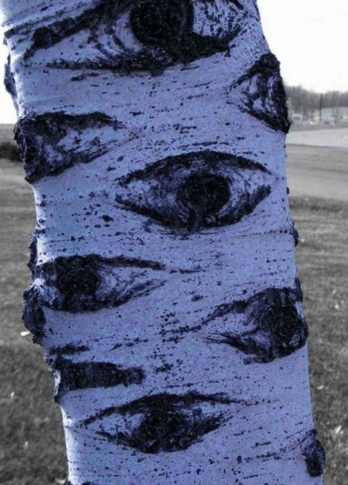 Close-up of a tree trunk with knots resembling eyes, a terrifying natural pattern that stopped people in their tracks.
