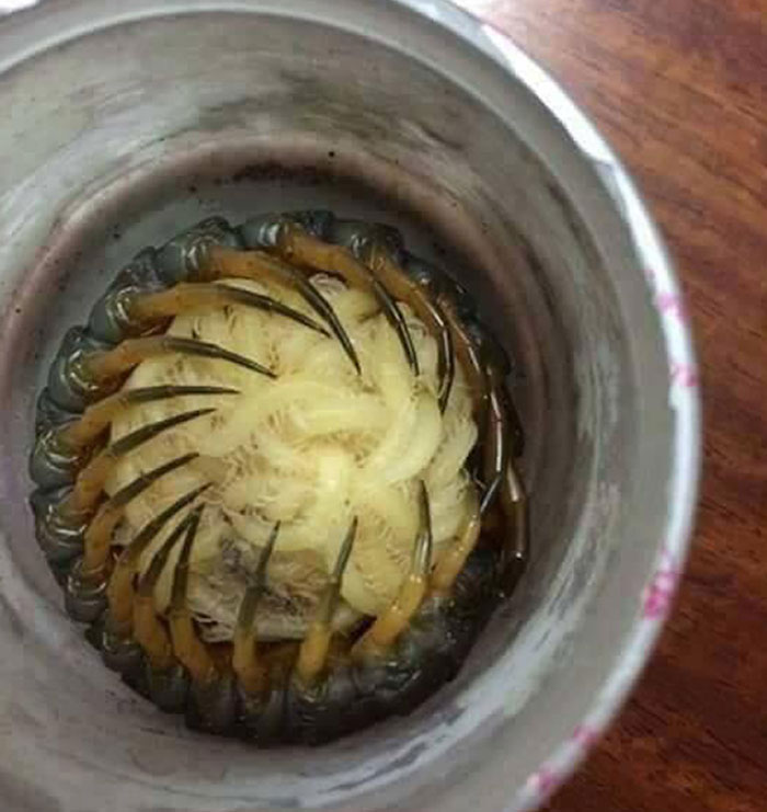 Centipedes tightly coiled in a spiral inside a container showcasing terrifying times nature stopped people in their tracks.