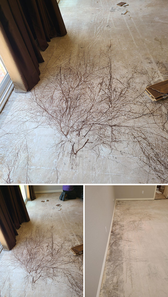 Intricate plant root patterns left on a floor showcase nature's terrifying impact stopping people in their tracks.