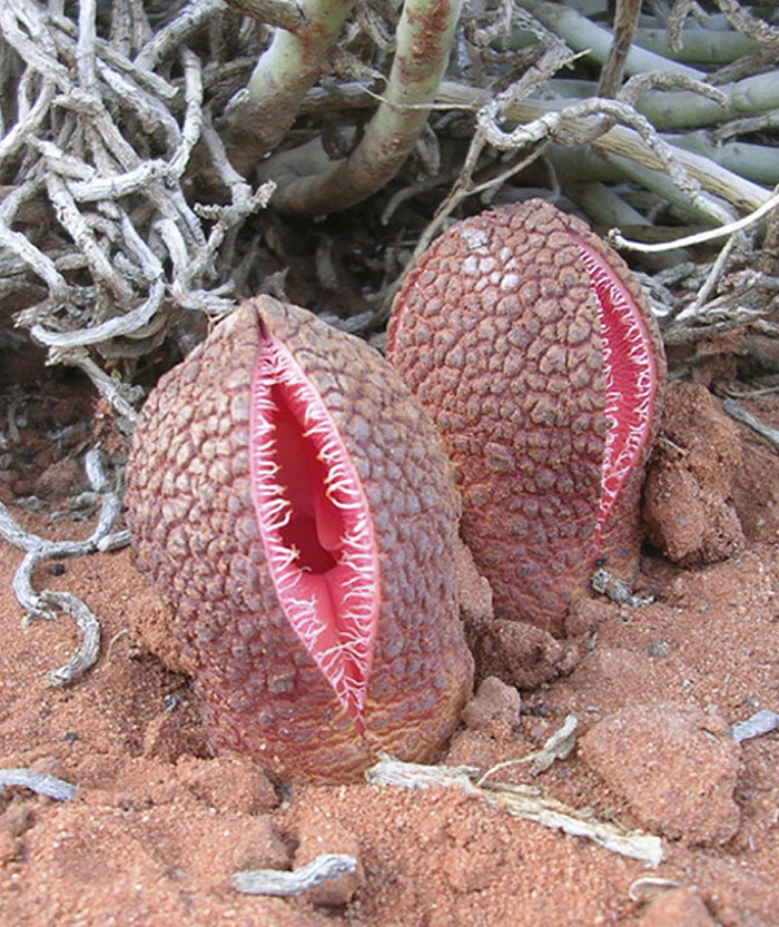 Rare desert plant with textured surface and red inner lining, one of the terrifying times nature stopped people in their tracks