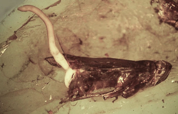 A close-up of a decayed insect with a fungal growth sprouting, showcasing a terrifying time nature stopped people in their tracks.