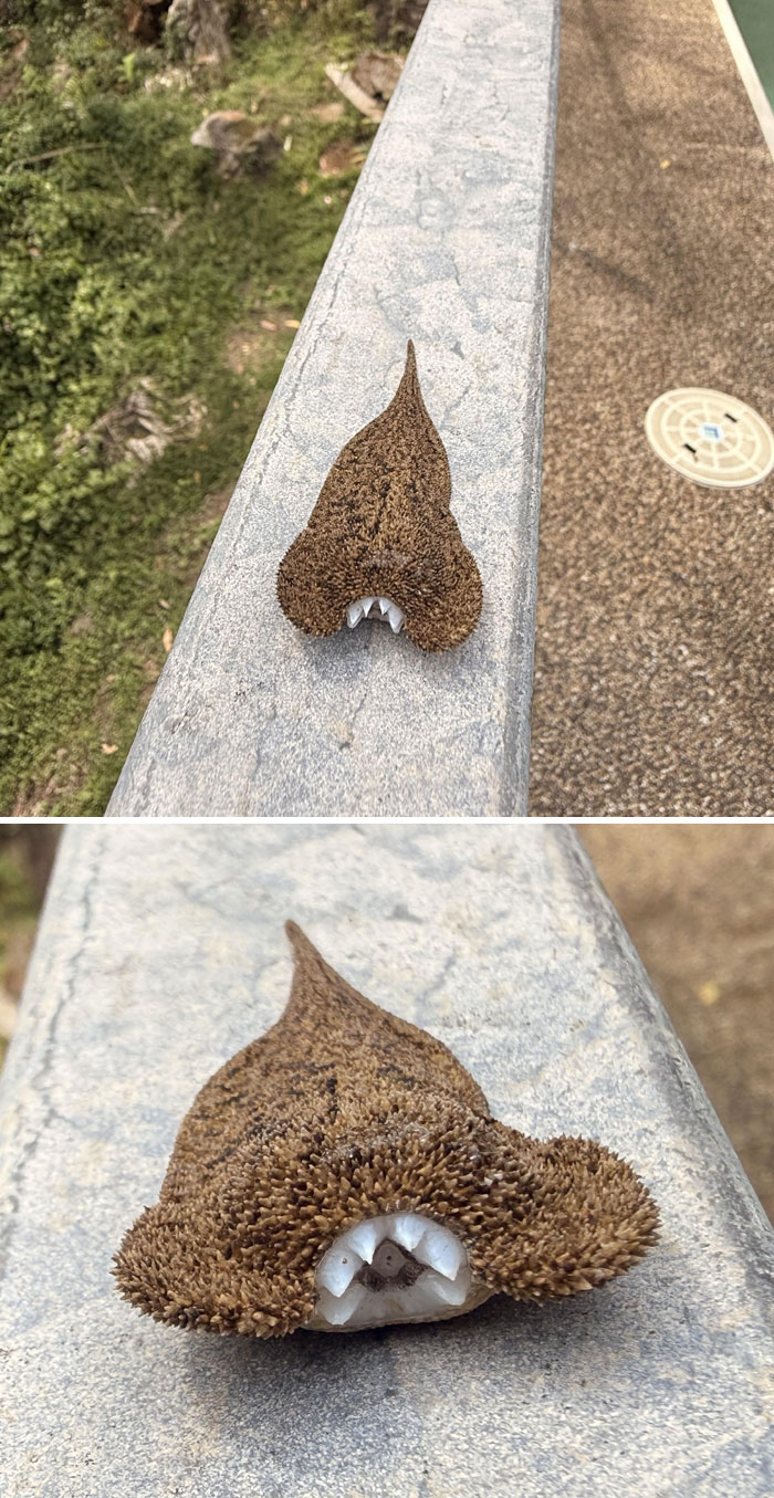 Fuzzy brown caterpillar with teeth-like pattern on concrete railing, a terrifying nature moment stopping people in their tracks.