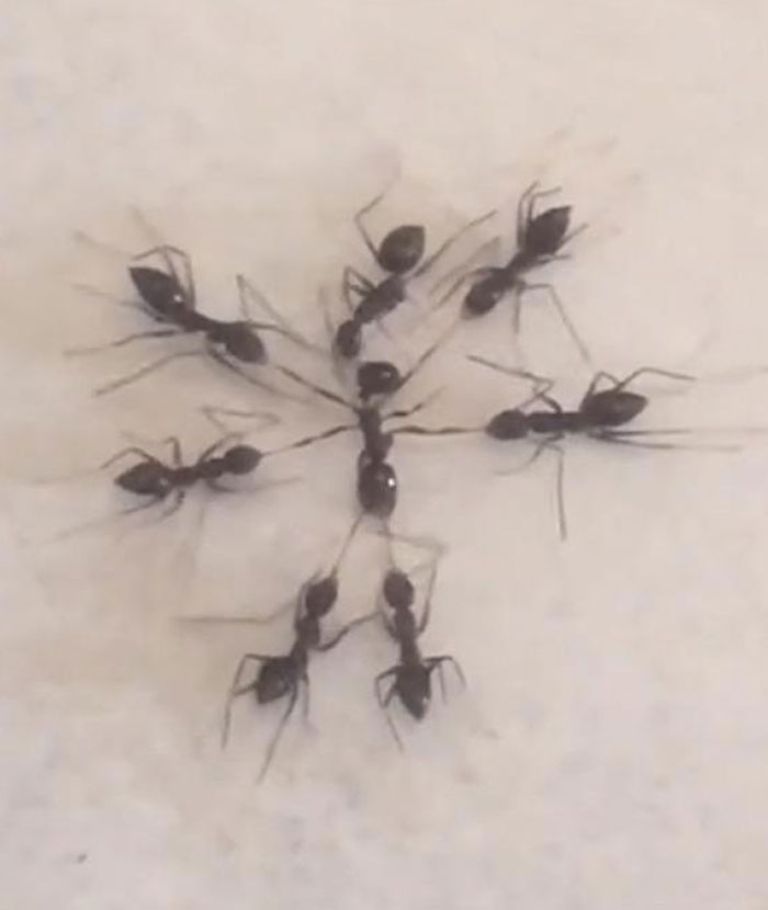 Close-up of ants forming a natural pattern, showcasing one of the terrifying times nature stopped people in their tracks.