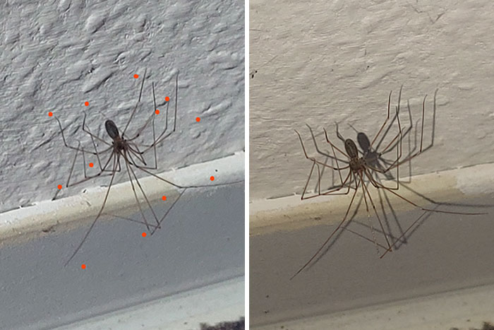 Close-up of a large spider with long legs on a wall, one of the terrifying times nature stopped people in their tracks.