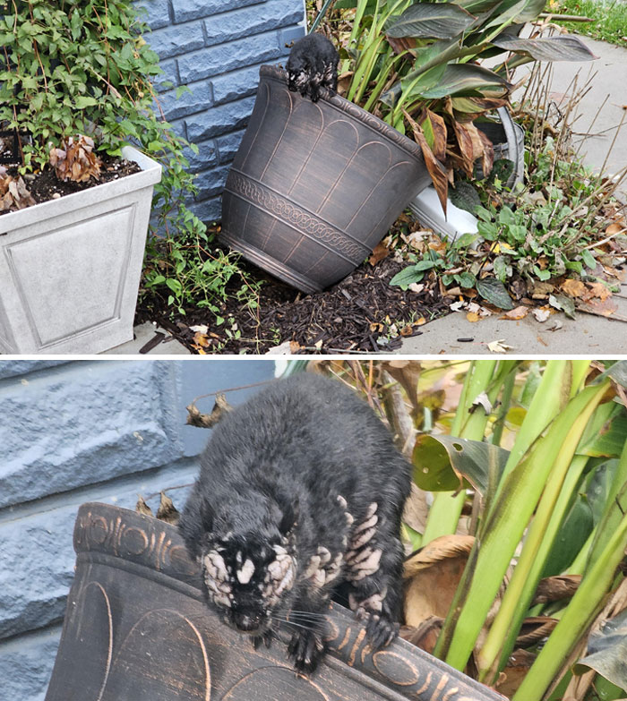 Large insect-covered animal clinging to a tipped plant pot outdoors, showcasing terrifying nature moments stopping people in their tracks.