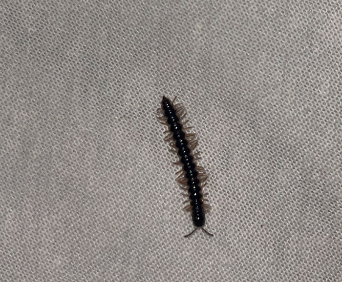 Close-up of a black centipede on fabric showing one of the terrifying times nature stopped people in their tracks.