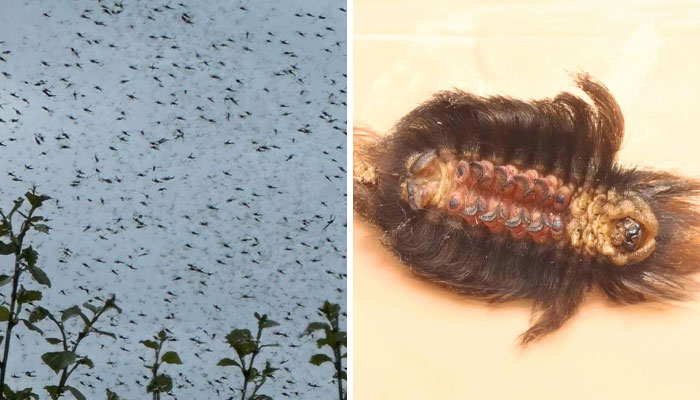 30 Creaciones de la madre naturaleza que nos han dado mucho miedo