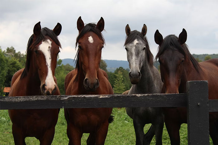 Four horses standing behind a wooden fence in a grassy field under a cloudy sky, seemingly innocent but potentially deadly.