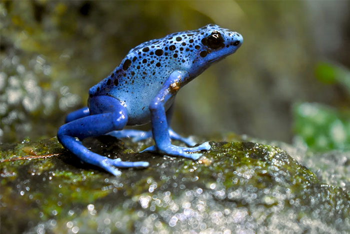 Blue poison dart frog on a mossy rock, an example of seemingly innocent things that are deadly in nature.
