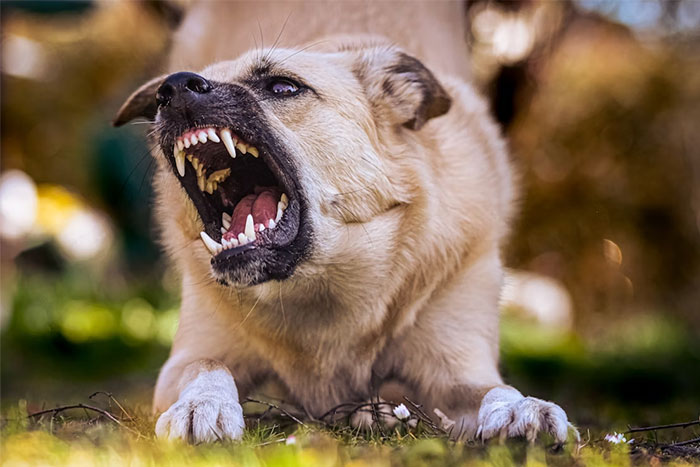 Aggressive dog baring teeth and growling outdoors, illustrating seemingly innocent things that are deadly risks.