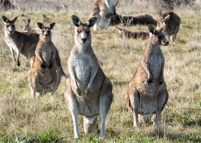 A group of kangaroos sitting and standing in a grassy field, highlighting seemingly innocent things that are deadly.
