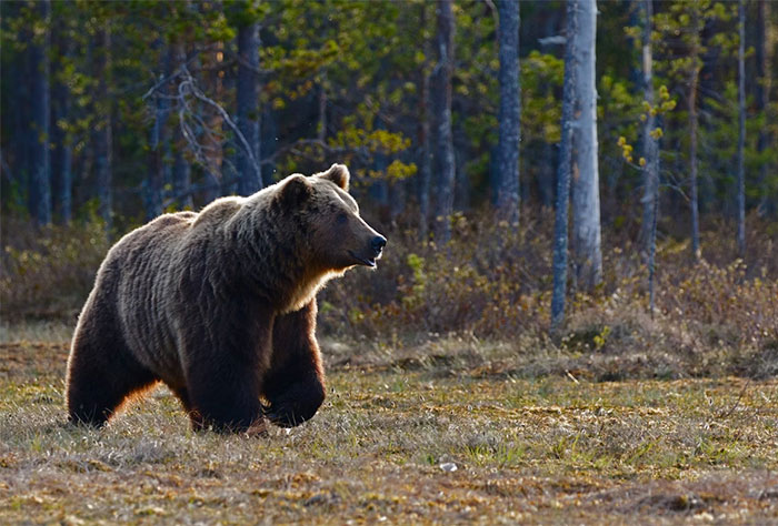 A large bear walking through a forest clearing, illustrating one of the seemingly innocent things that are deadly.