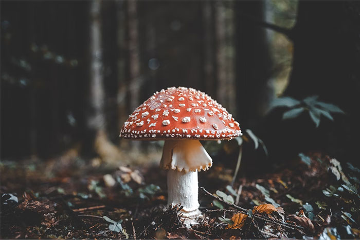 Red poisonous mushroom in forest undergrowth, illustrating seemingly innocent things that are deadly in nature.