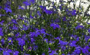 Hey Pandas, Share The Last Plant Photo From Your Camera Roll