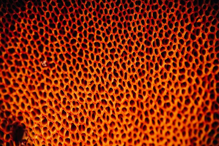 Close-up of an orange honeycomb-like texture illustrating rare phobias related to patterns and textures. - 18