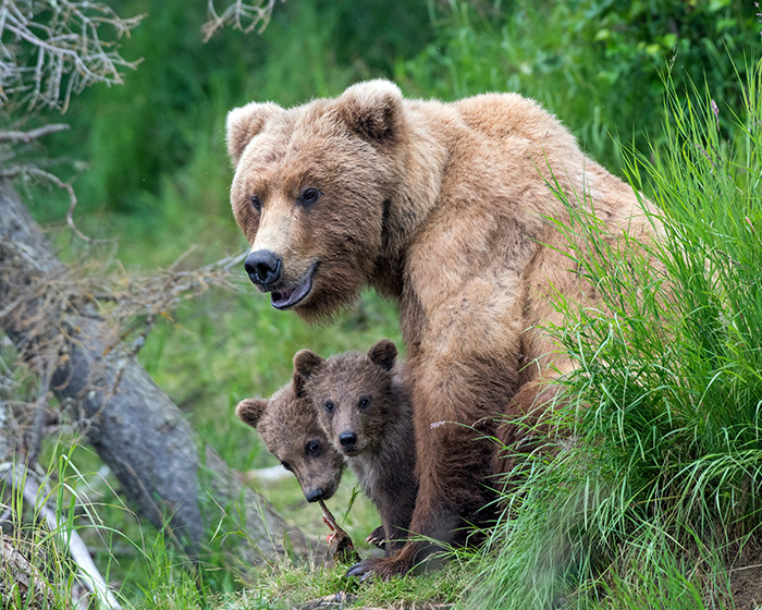 Adult bear with two cubs in a grassy area, illustrating bear and tourist encounter near a cliff warning site.