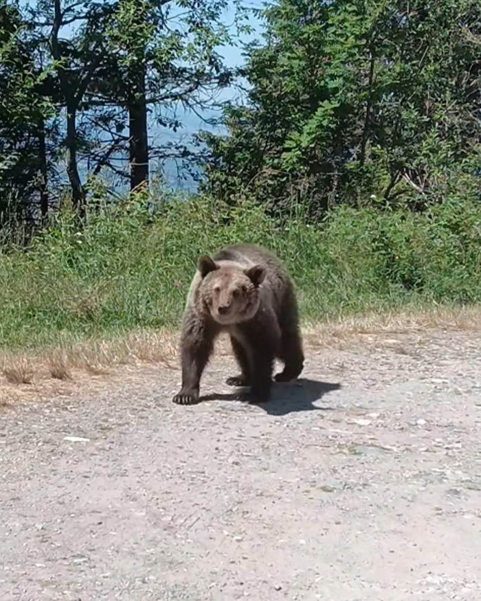 Bear standing on a dirt path near forest edge, highlighting wildlife encounter warnings and tourist safety with bear cubs.