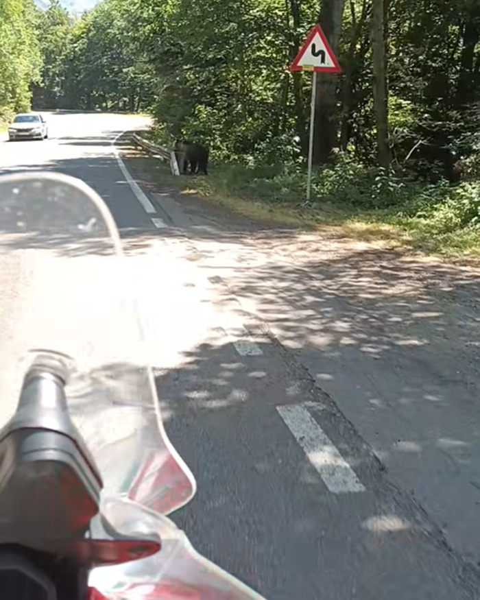 Bear near roadside in forested area with warning sign visible, highlighting danger to tourists snapping selfies with cubs.