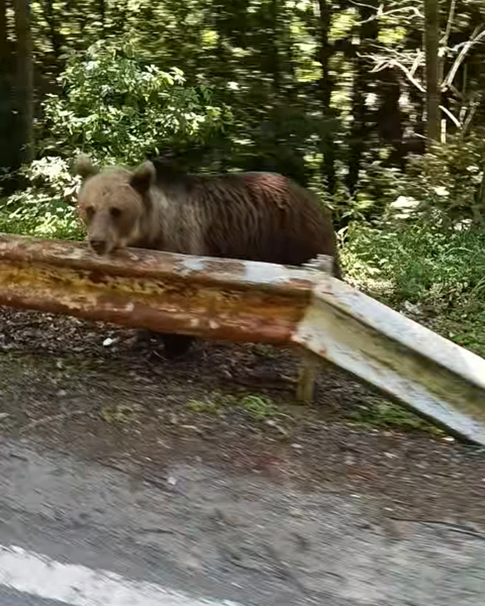 Bear in forest near rusty guardrail, highlighting dangers tourists face when ignoring warnings to snap selfies with cubs.
