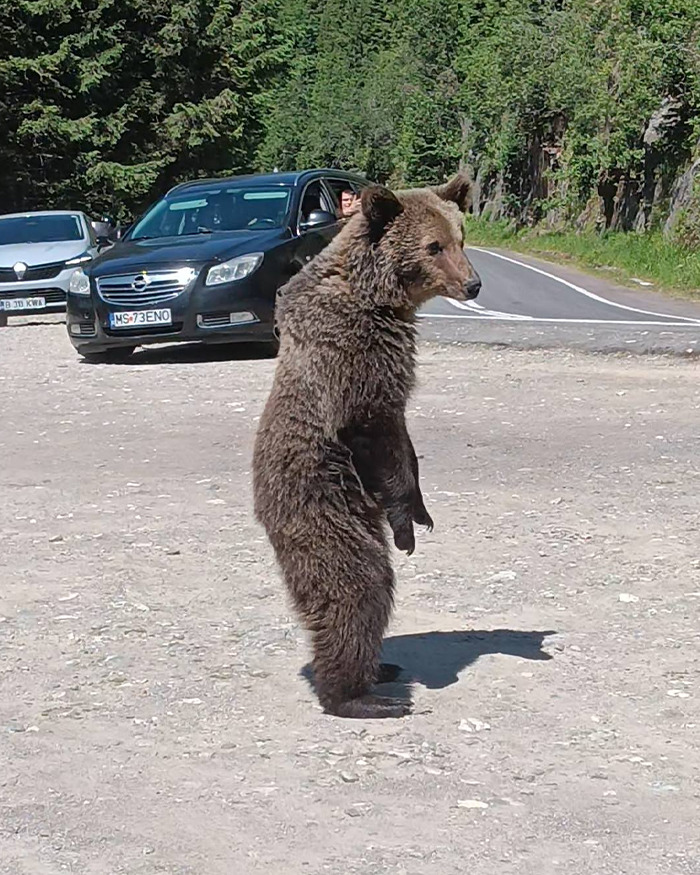 Young bear standing on a dirt road near parked cars, illustrating bear encounter with tourists ignoring warnings.