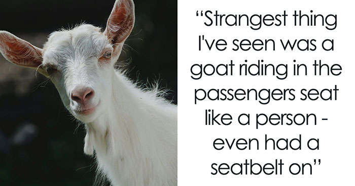 30 Of The Most Bizarre Things Spotted On The Road, As Shared By Experienced Truckers