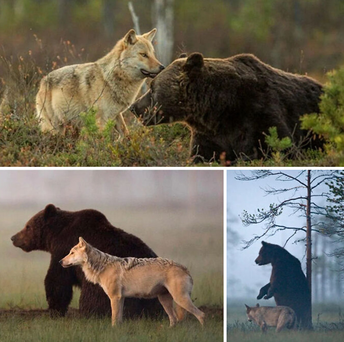 Wolf and bear interacting in the wild, showcasing extraordinary and fascinating wildlife moments captured in nature.