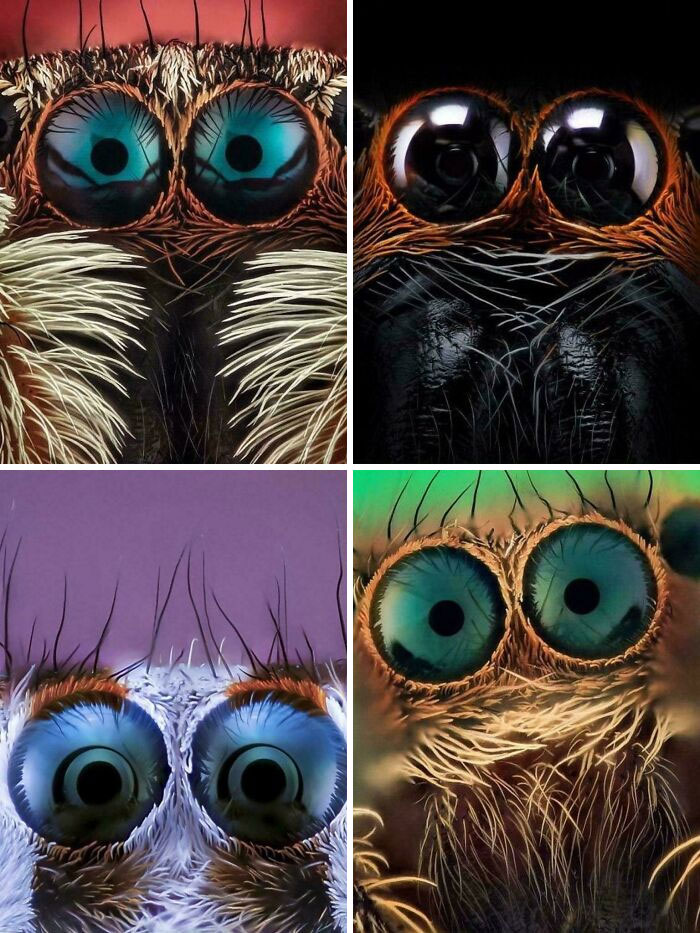 Close-up images of spider eyes showcasing extraordinary and fascinating details people saw and wanted to show others.