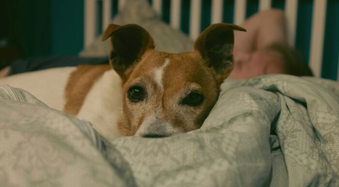 These 40 Sneaky Pets Knew Exactly What They Were Doing, And It’s Equal Parts Genius And Evil