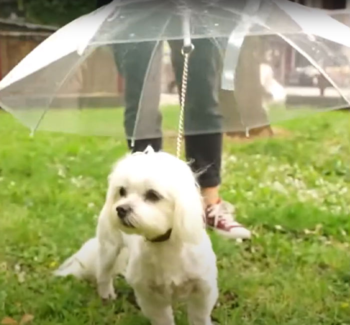 Small white dog wearing a leash attached to a transparent umbrella, a weird invention for pet rain protection outdoors.