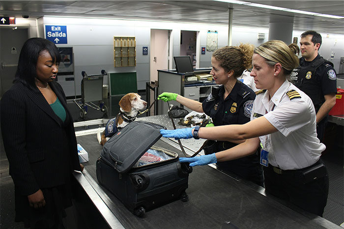US airport security officers with a sniffer dog inspecting luggage while a traveler waits, showing customs checks seen as normal. - 26
