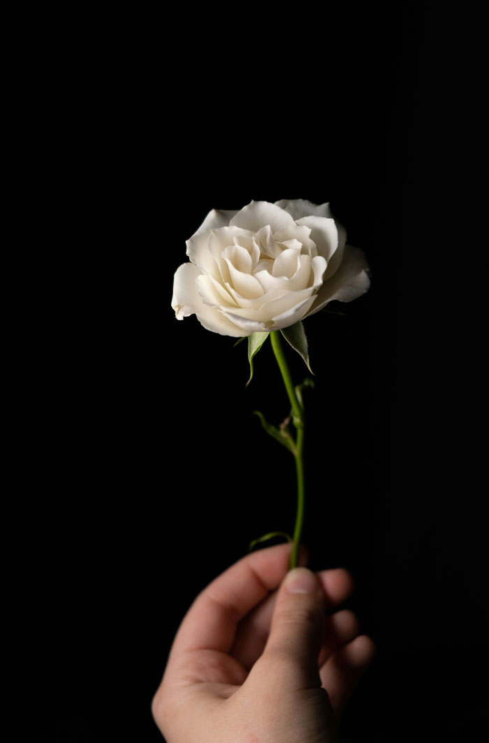 Hand holding a white rose against black background symbolizing psychological clues hidden in dreams about people.