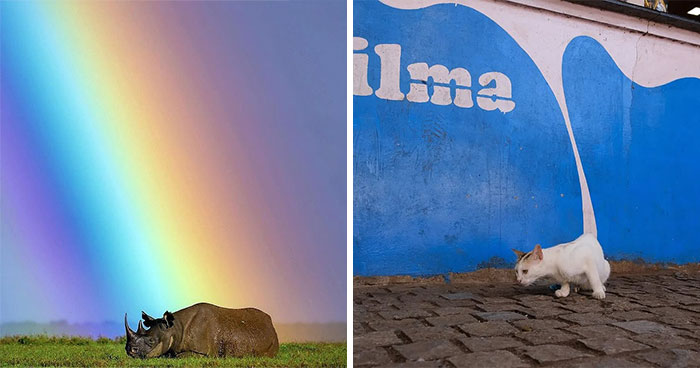 This Instagram Page Collects Hilarious And Wholesome Animal Photos, Here Are 40 Of The Best Ones