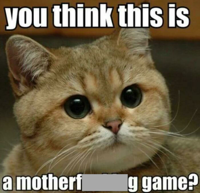 Close-up of a cat with big eyes, capturing a wholesome and funny vibe related to dads doing their best.