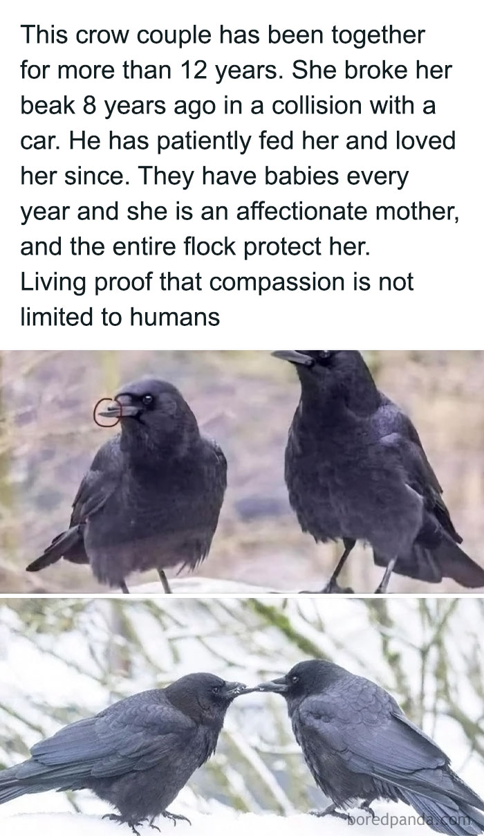Crow couple showing compassion, love, and affection, inspiring very important positivity in nature’s bond and care.