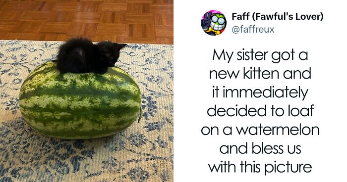 50 Wholesome Pics Full Of ‘Very Important Positivity’ That Everyone Needs To See (New Pics)