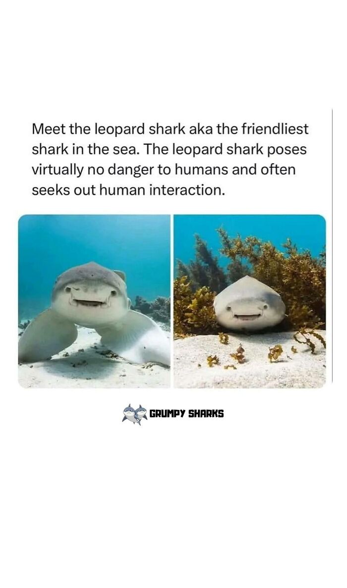 Two photos of a friendly leopard shark underwater, known for harmless human interactions, representing wholesome people and animals.