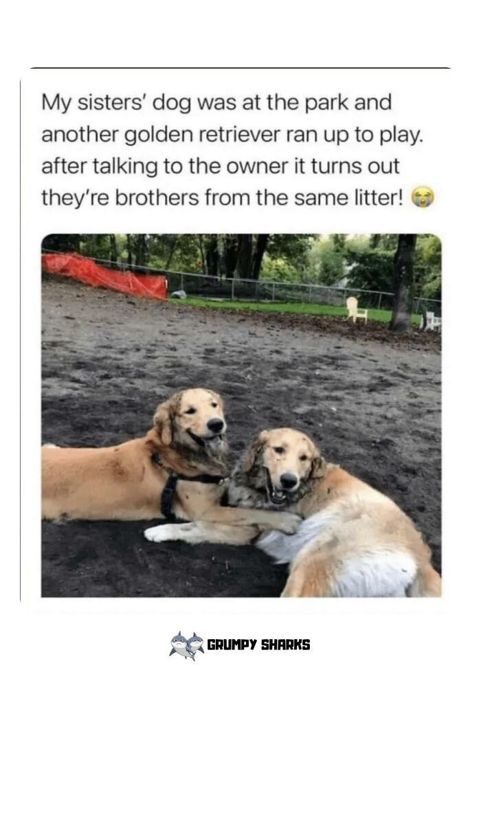 Two golden retrievers lying together at the park, showcasing wholesome people and animals moments that brighten the world.