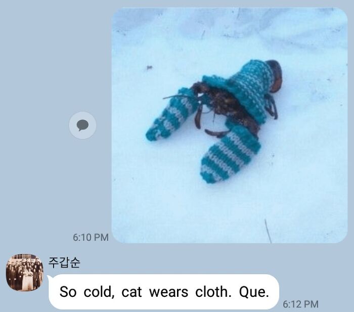 Hermit crab wearing handmade striped knit clothes in snow, a wholesome animal moment that brightens the world.