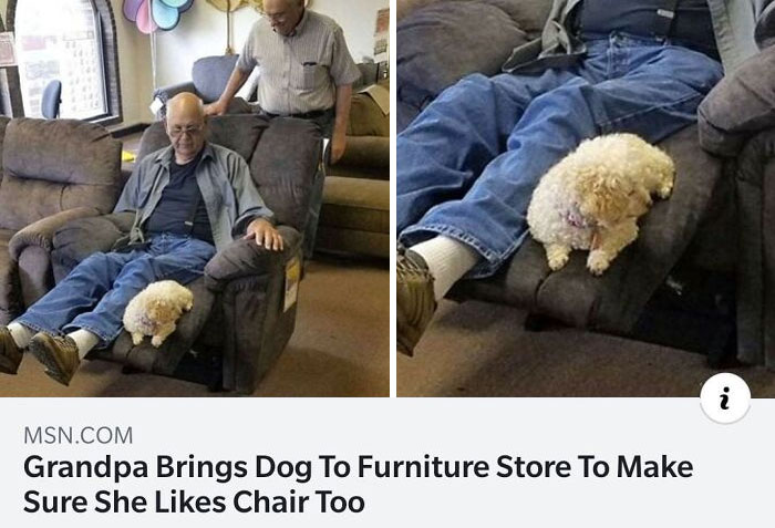 Elderly man with his dog testing a chair in a furniture store, showcasing wholesome people and animals moments.
