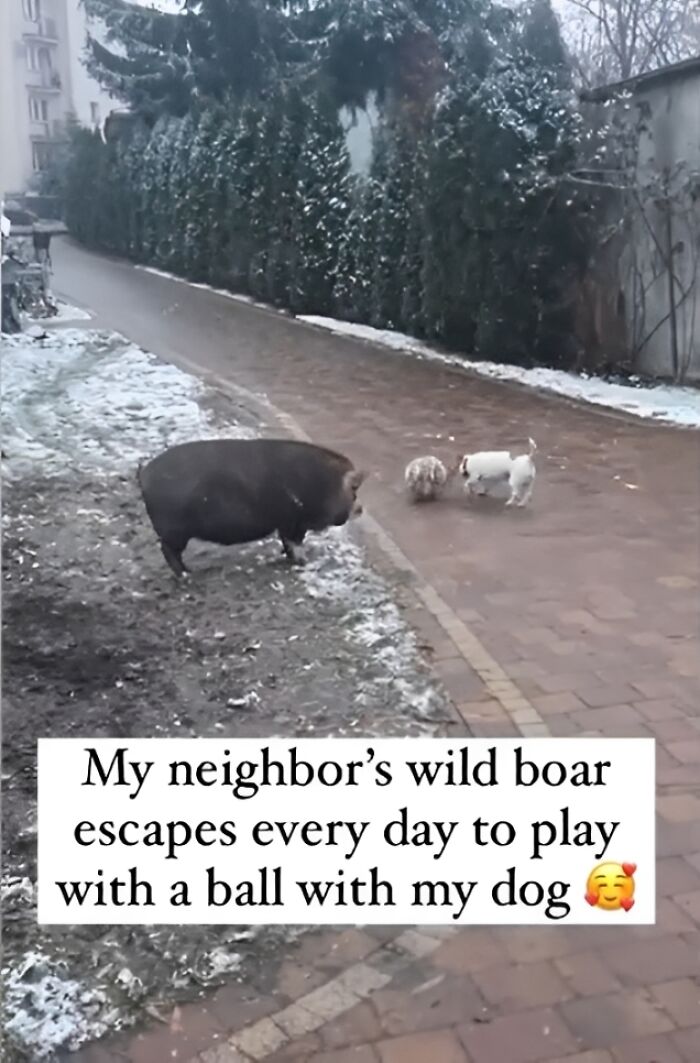 A wild boar and dog playing together on a snowy path showcasing wholesome people and animals moments.