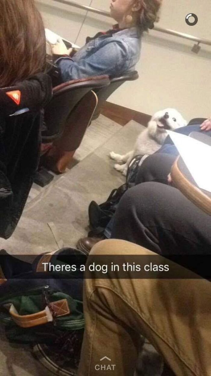 Small white dog sitting happily among people in a classroom, showcasing wholesome people and animals moments.