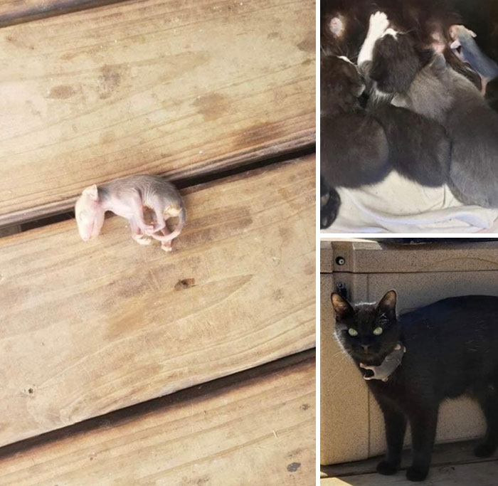 Newborn animals and a cat caring for its kittens, capturing wholesome moments of people and animals that brighten the world.