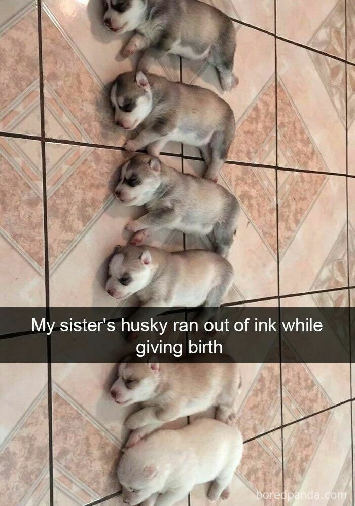 Six newborn husky puppies with varying coat colors lying on tiled floor, showcasing wholesome people and animals moments.